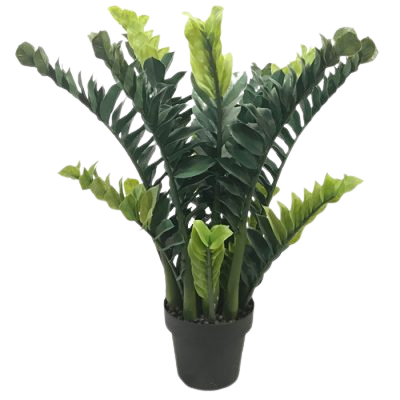 zamioculcas new category