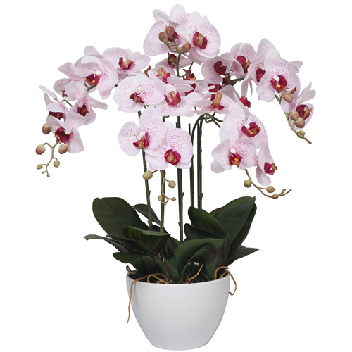 premium potted orchids