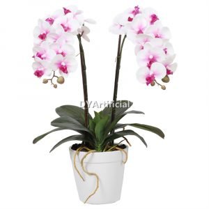 tcm 01 potted butterfly orchid 43cm height 6# color