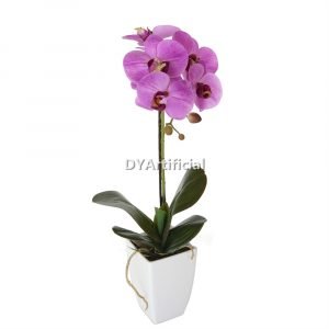 tcm 02 potted butterfly orchid 52cm height 7# color