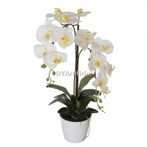 tcm 03 potted butterfly orchid 65cm height 1# color