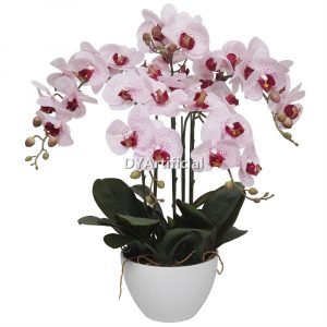 tcm 07 potted butterfly orchid 5 flowers 66cm height