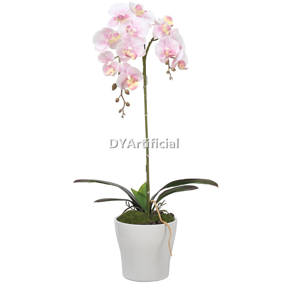 tcm 08 potted butterfly orchid 53cm height 2# color 1