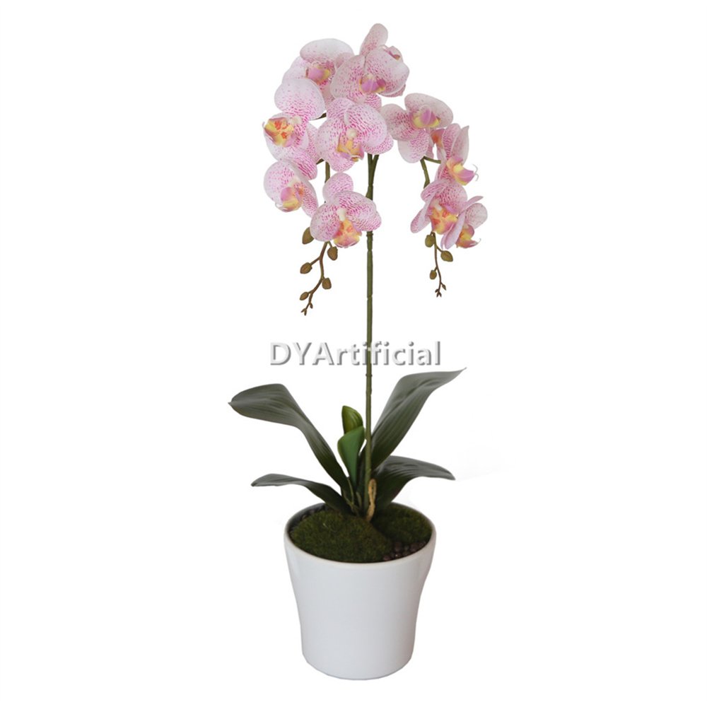 tcm 08 potted butterfly orchid 53cm height 2# color