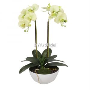 tcm 09 potted butterfly orchid 50cm height 4# color