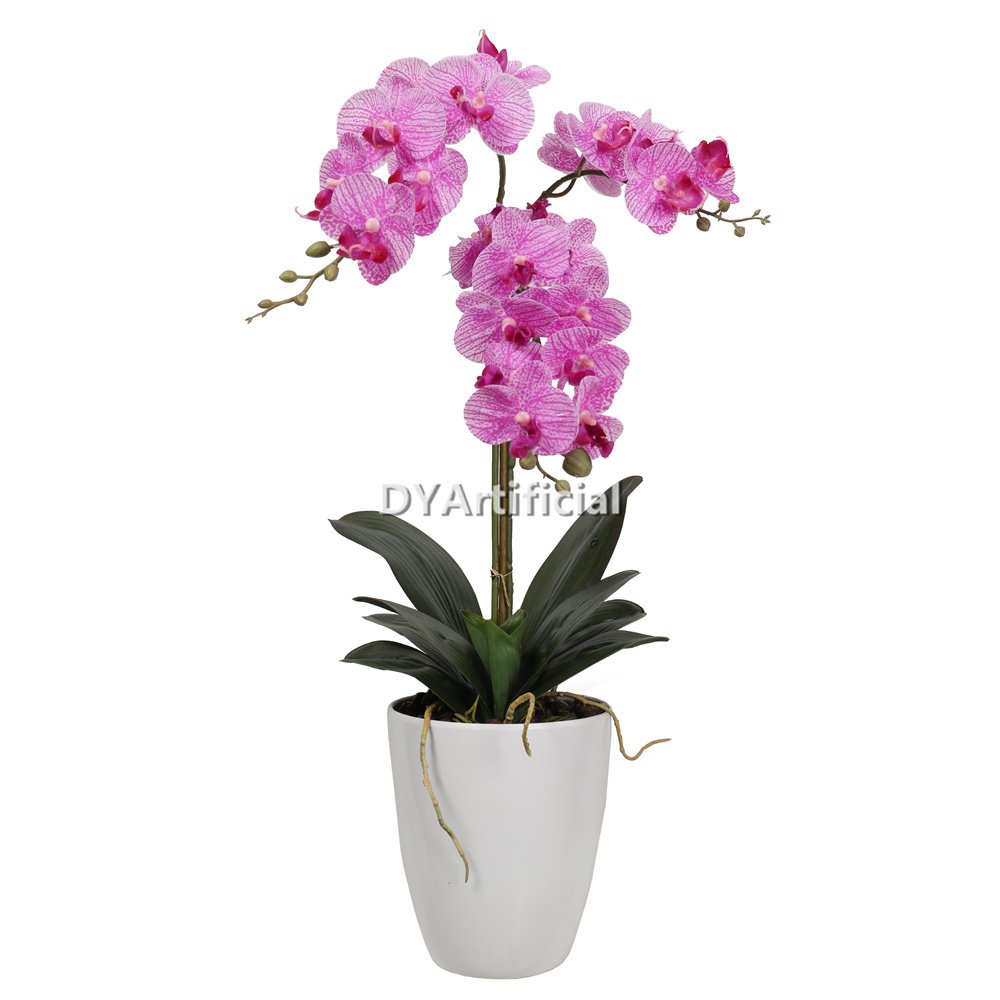 tcm 12 8# potted butterfly orchid 60cm height 8# color 1