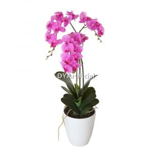 tcm 12 potted butterfly orchid 60cm height 8# color