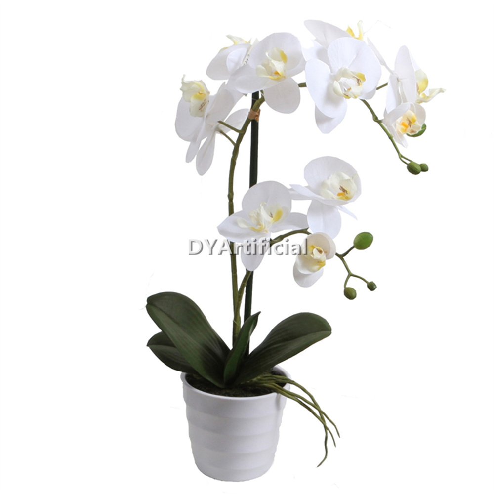 tcm 85 51cm nice potted phalaenopsis in white color