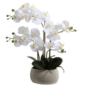 tcm 89 56cm potted phalaenopsis in white