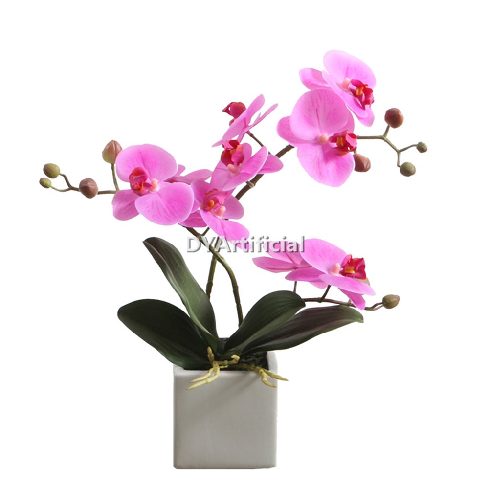 tcm 90 33cm potted phalaenopsis in pink