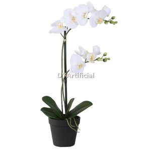 tcm 92 50cm potted phalaenopsis in white