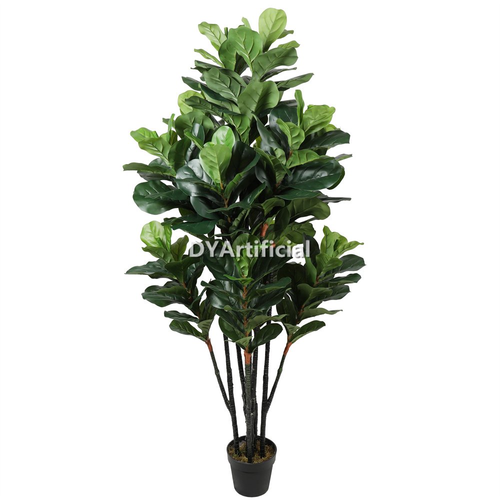dyl 204 180cm height fiddle leaf figs tree indoor