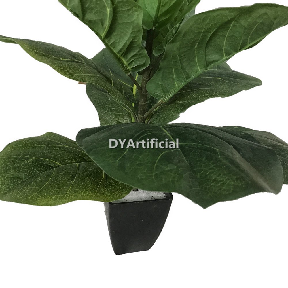 dyl 308 7 60cm height fiddle leaf figs tree indoor 2