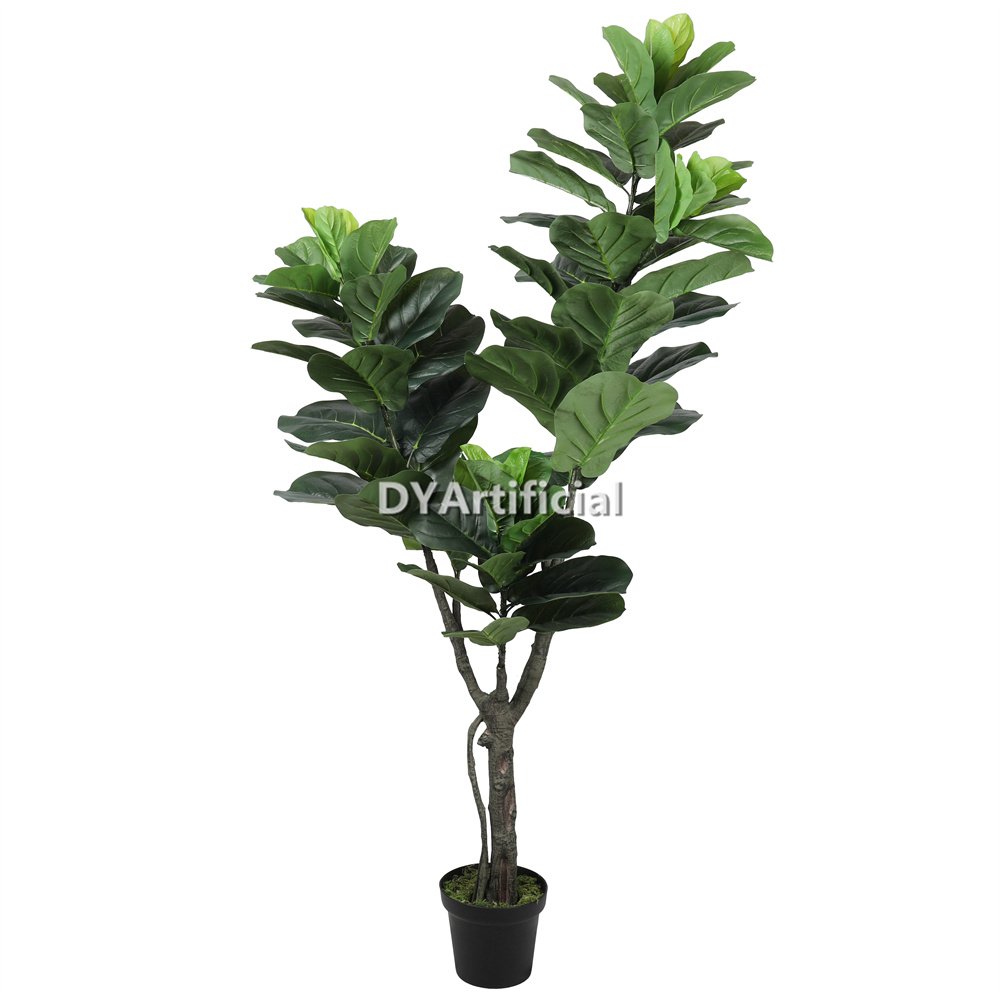 dyl 308 8 180cm height fiddle leaf figs tree indoor 1