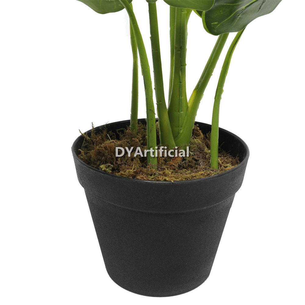 dyl 70 14 potted taro tree 55cm height details 2