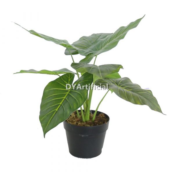 dyl 70 14 potted taro tree 55cm height details 3