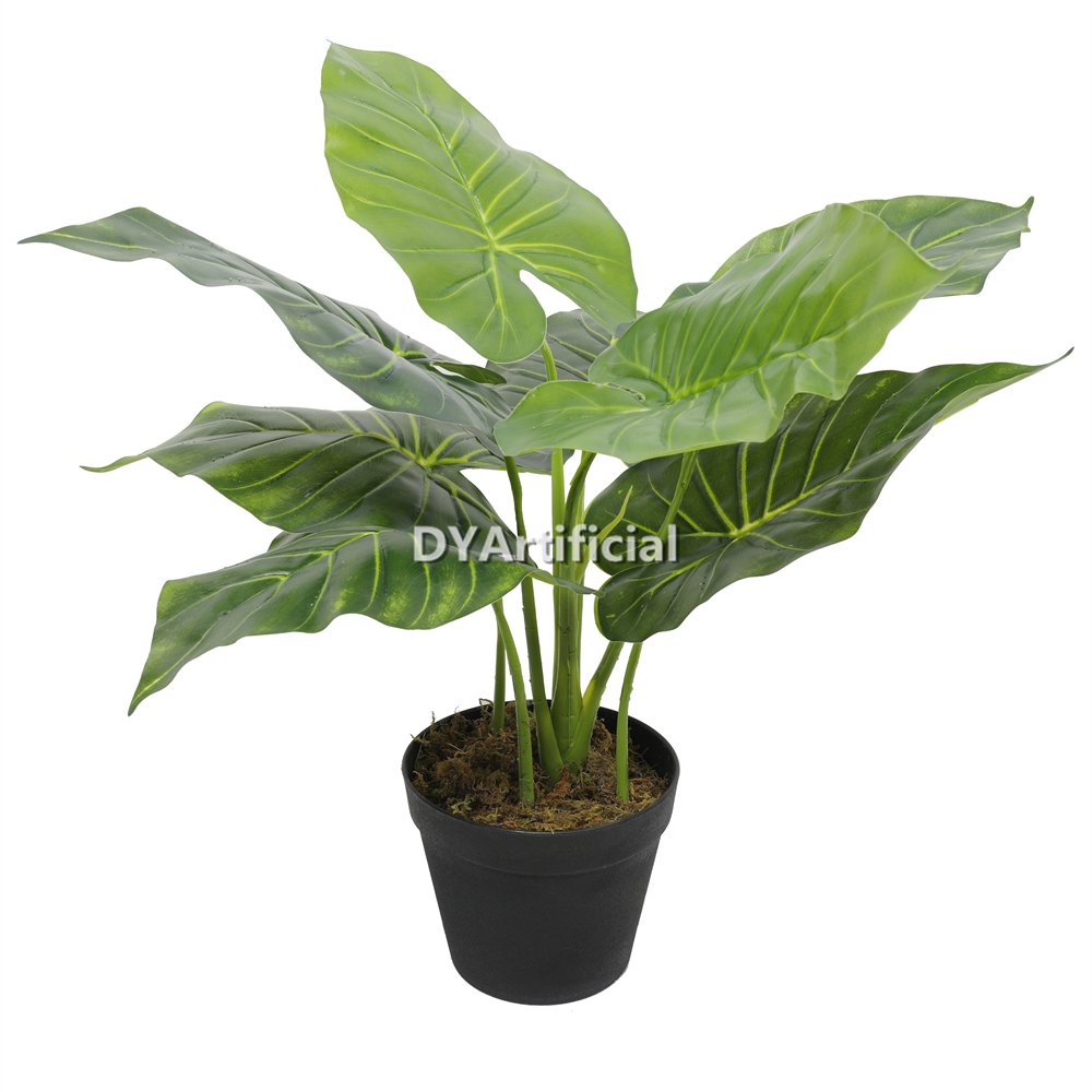 dyl 70 14 potted taro tree 55cm height