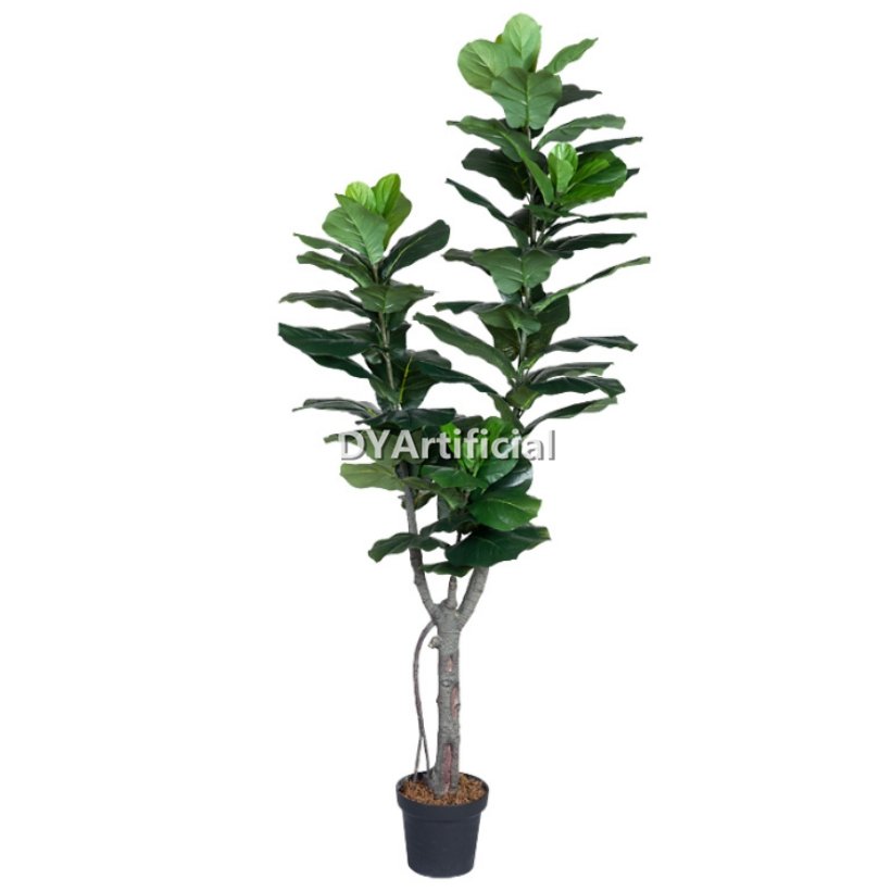 180cm height fiddle leaf figs tree indoor