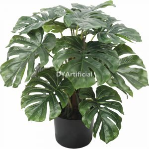 tce 102 2 60cm height monstera indoor 19lvs