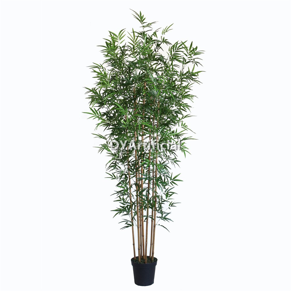 tcf 47 premium 240cm bamboo real bamboo stems with pot indoor