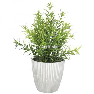 dypa 116 potted bushy plants 21cm with white flowers
