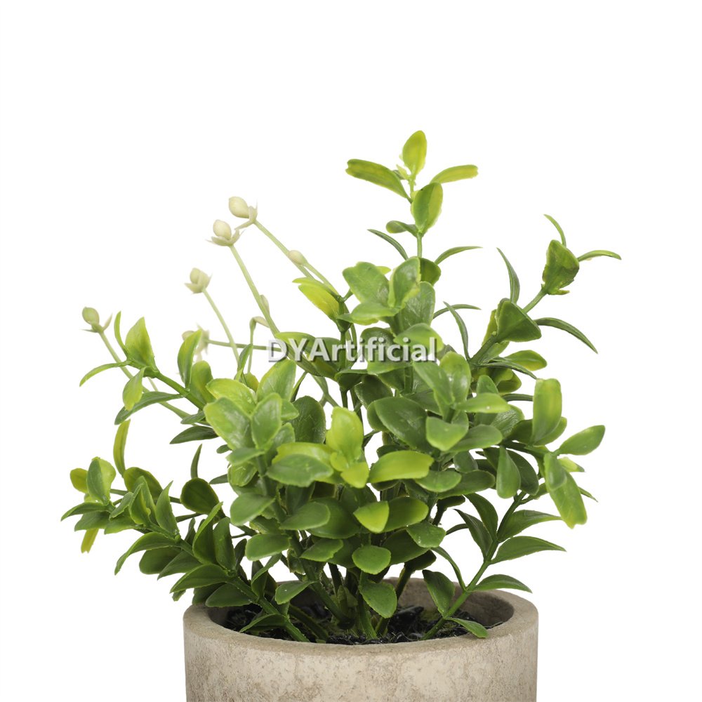 dypa 121 potted boxwod with white flowers 17cm 2