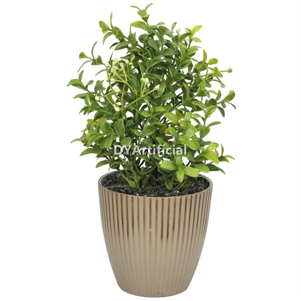 dypa 122 potted boxwod with white flowers 24cm