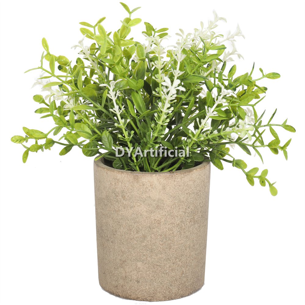 dypa 123 potted boxwood with white flowers 21cm
