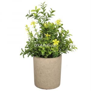 dypa 124 potted boxwood with white flowers 25cm