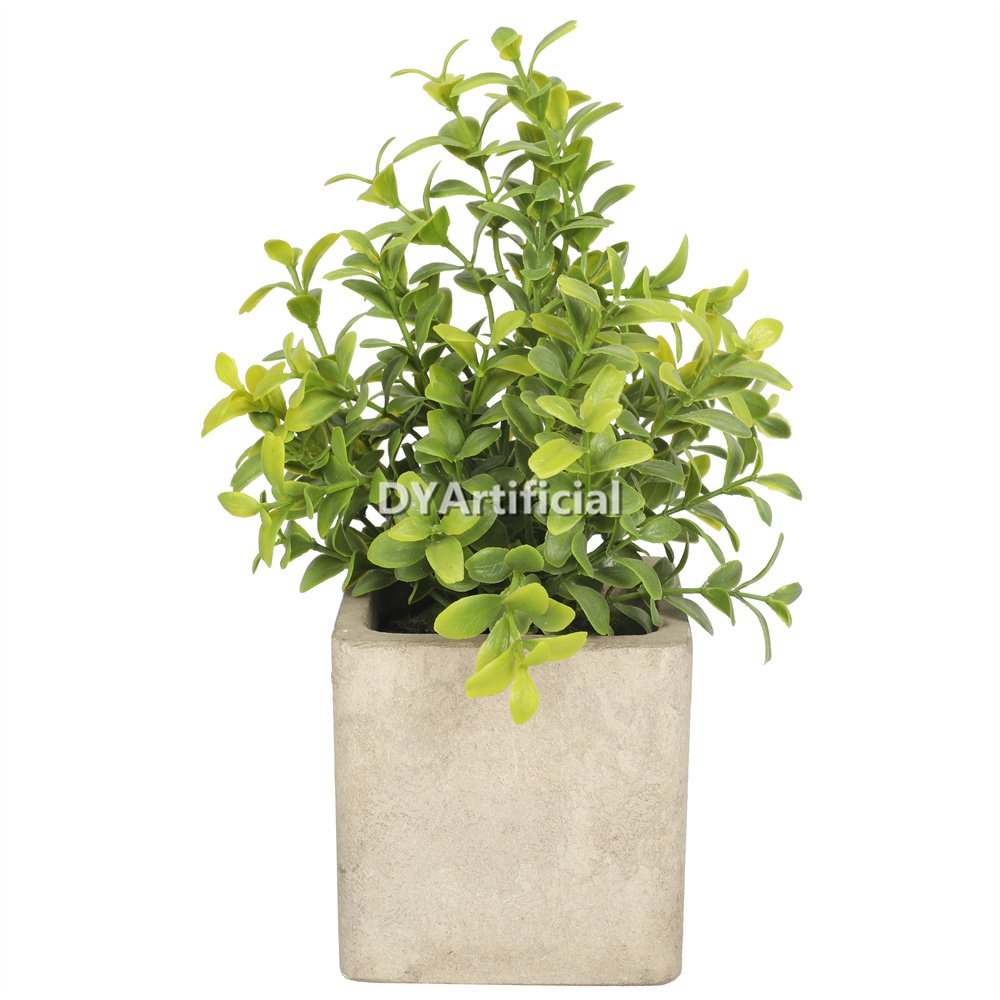 dypa 125 potted boxwood 21cm with square planter 1