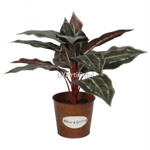 dypa 140 potted peacock plants 47cm