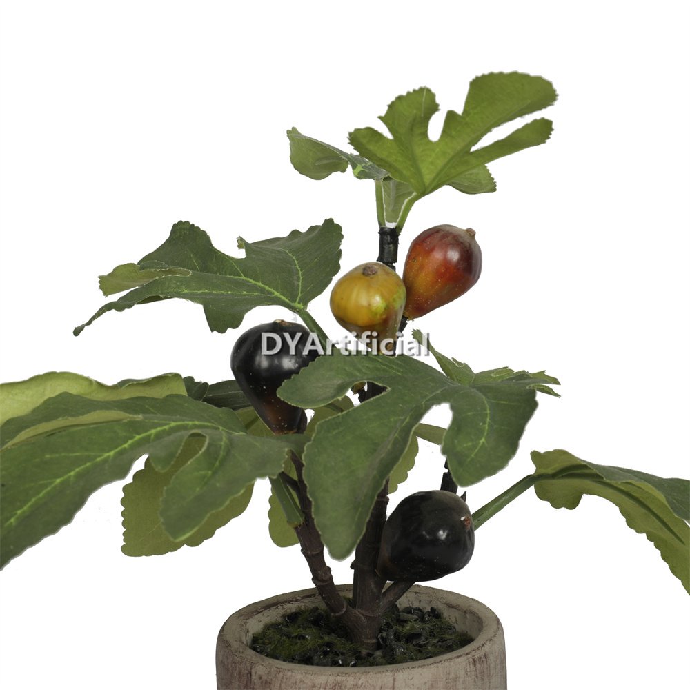 dypa 144 potted mini fig plants 35cm indoor 1