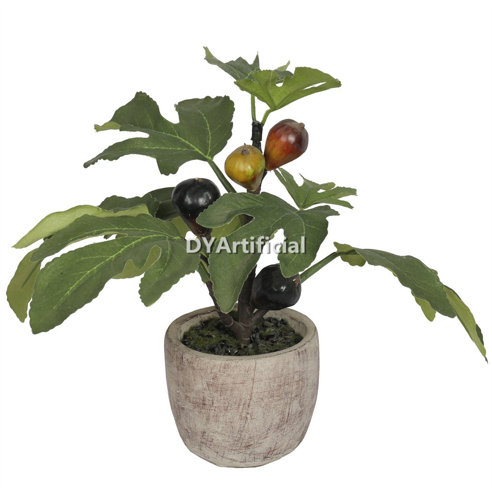 dypa 144 potted mini fig plants 35cm indoor