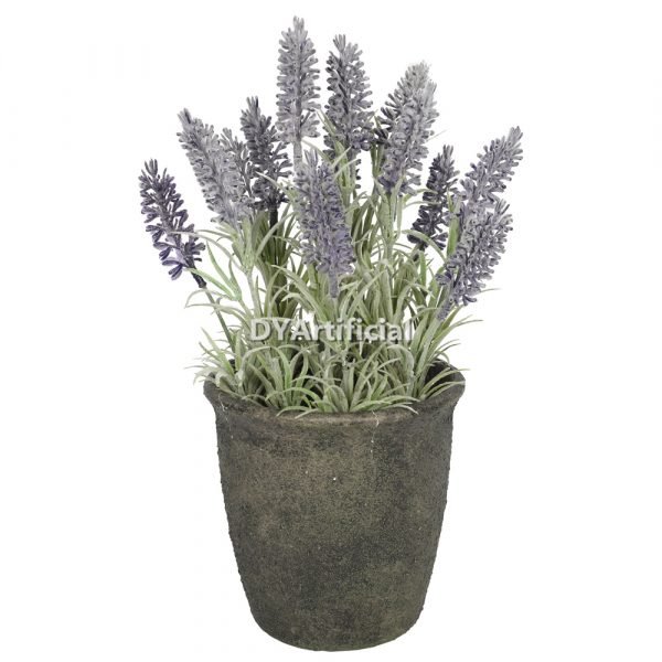 dypa 146 potted mini lavender plants 31cm