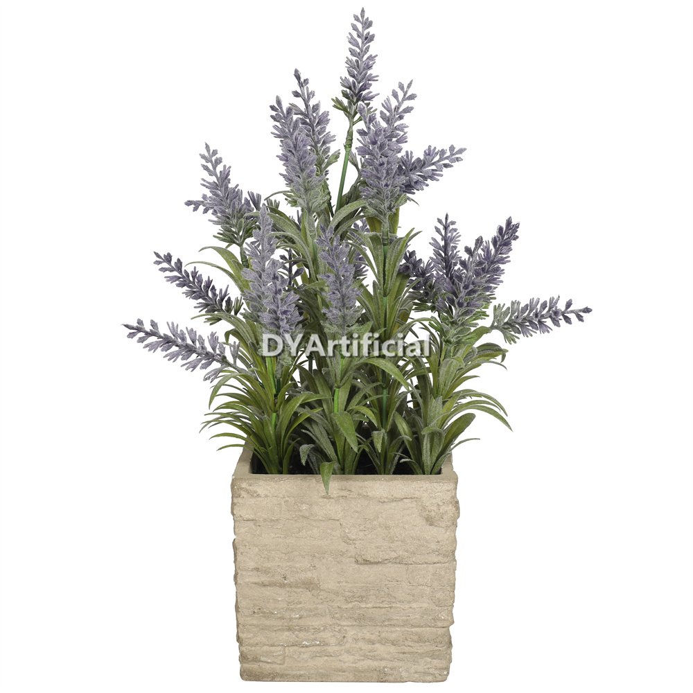 dypa 147 potted mini lavender plants 36cm 1