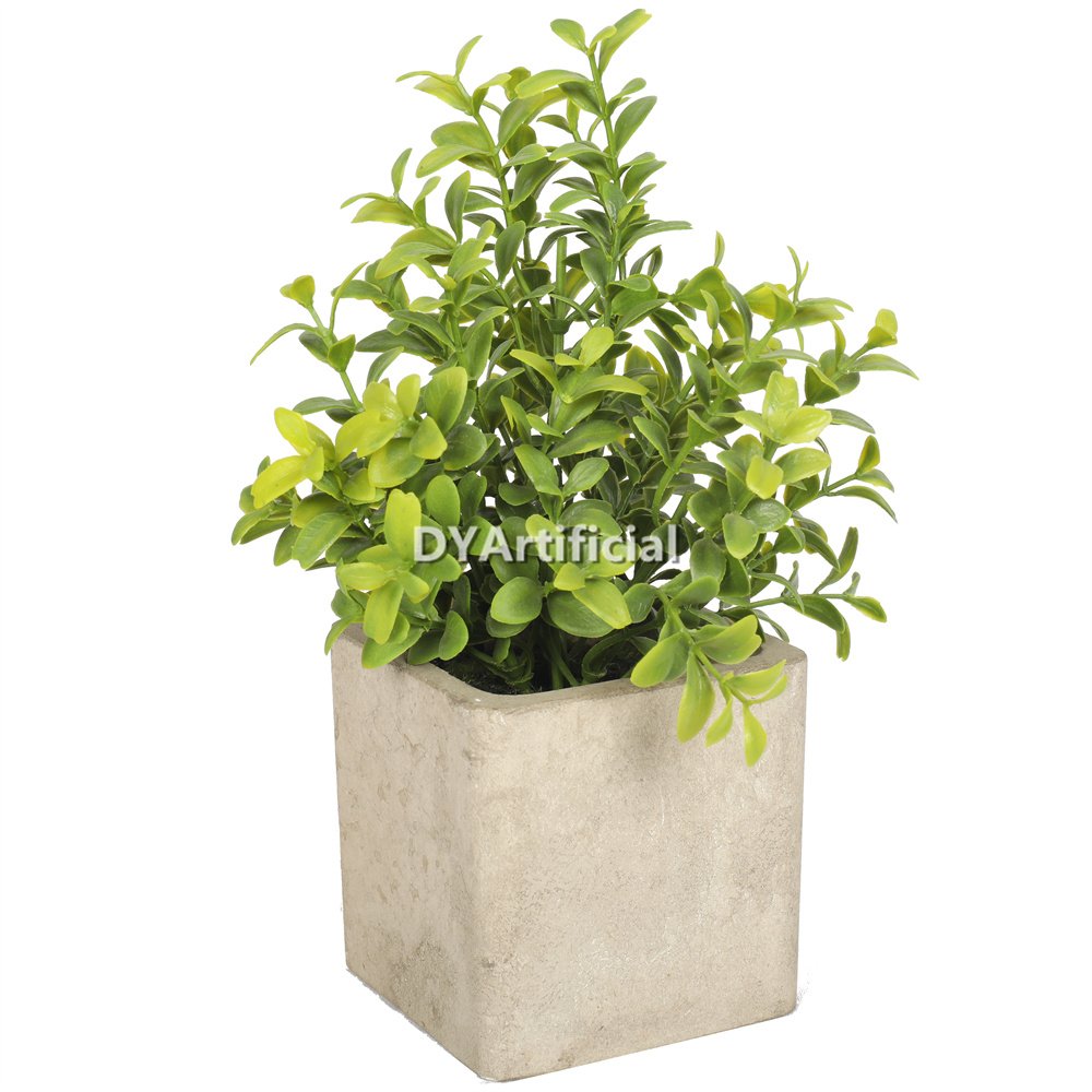 potted boxwood with white flowers 25cm