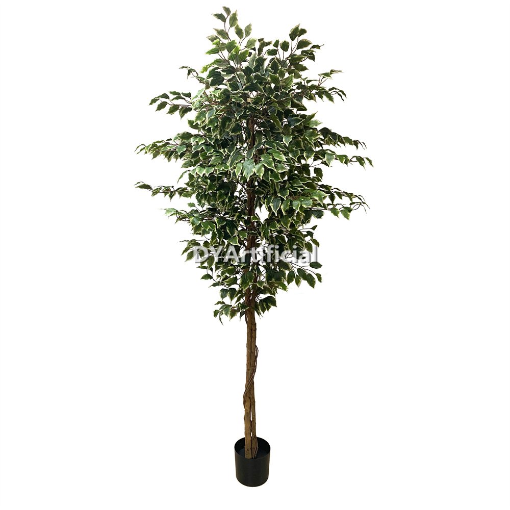 tcp 145 180cm white green ficus real trunk