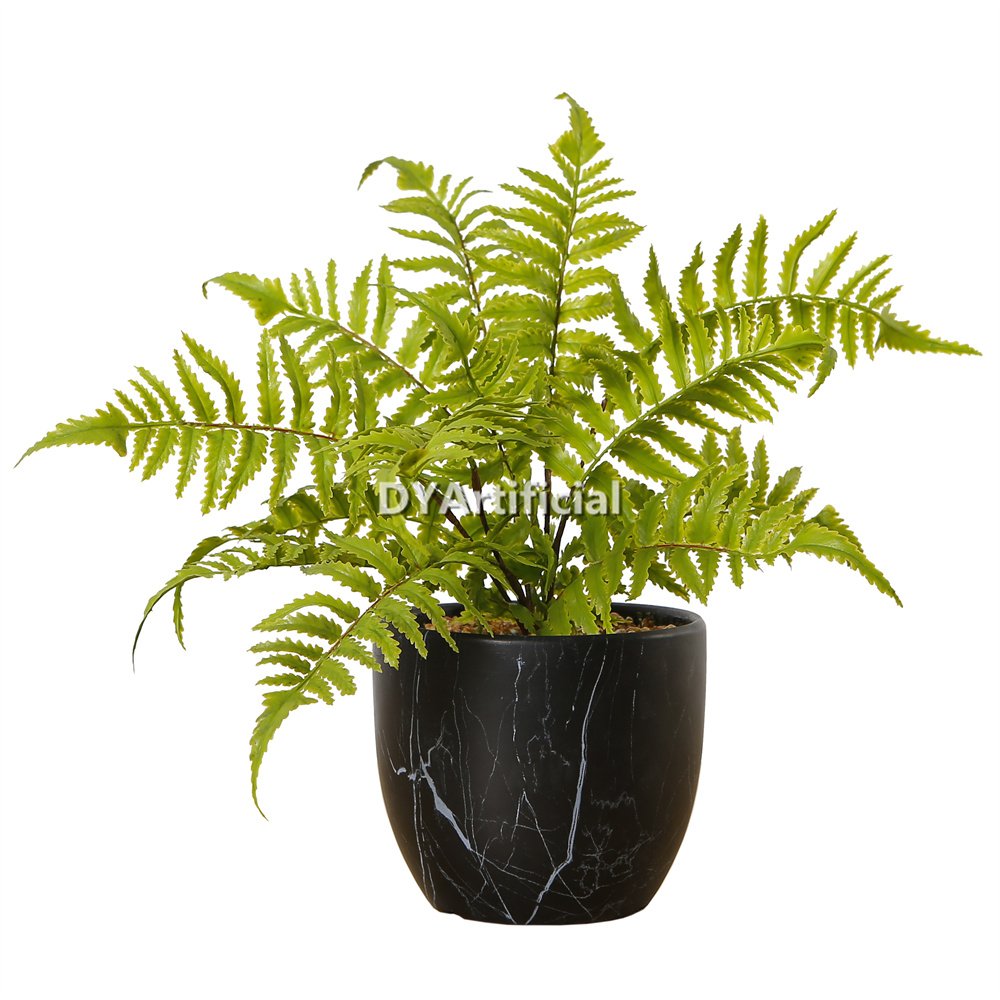 tcs 17 nice potted fern plants 34cm height indoor with black pot