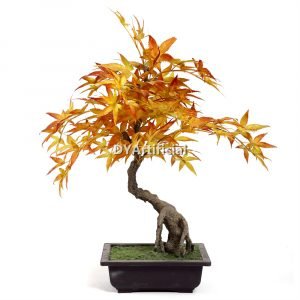 53cm height yellow maple bonsai