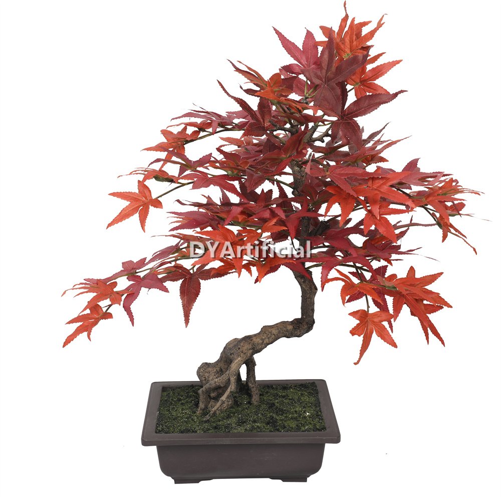 nice potted red maple 53cm indoor