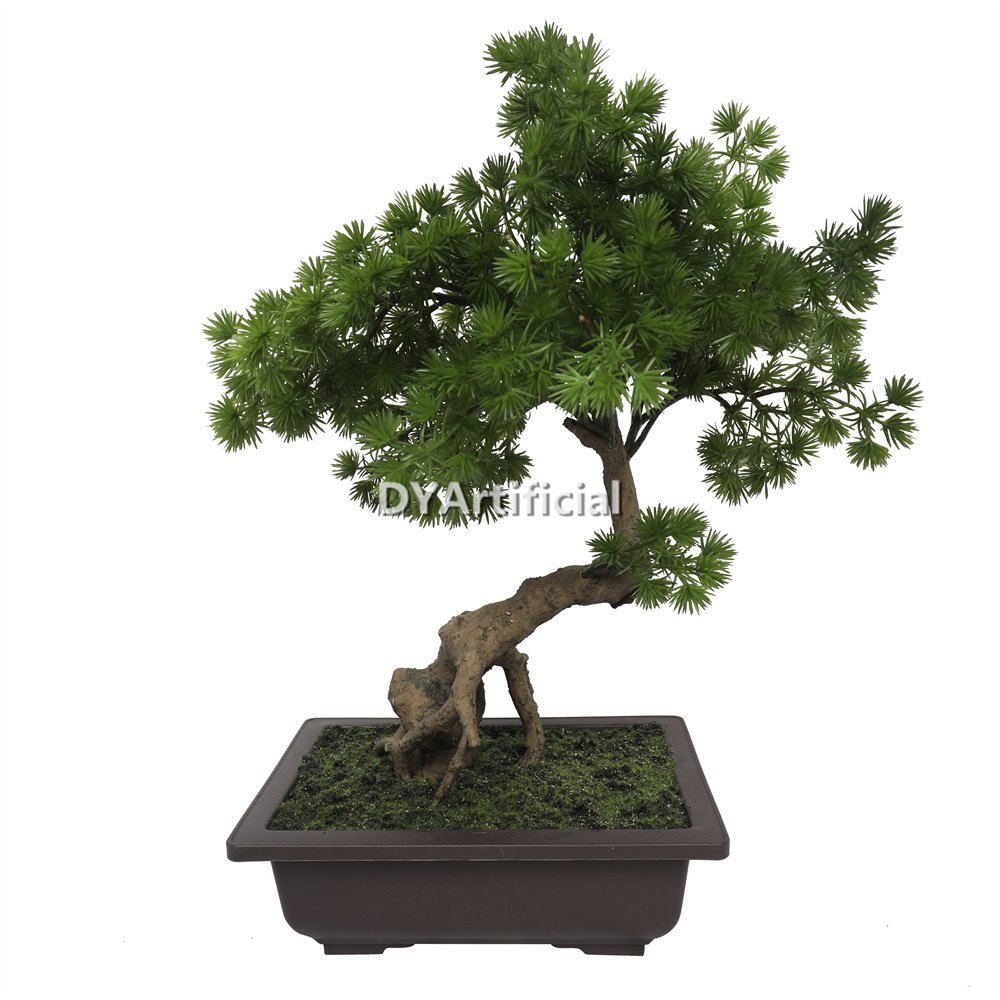 nice potted pine bonsai 55cm indoor