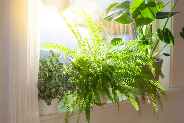 direct sunlight on plants