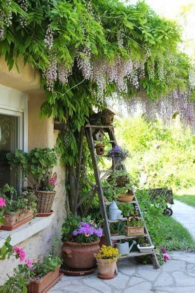 display of plants on ladders