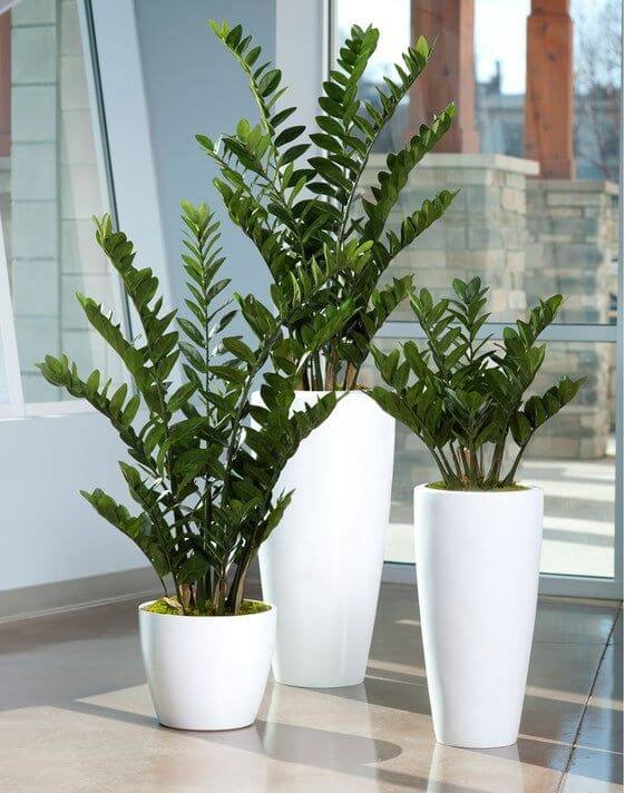 hanging anubis plant a creative way to add greenery to your space