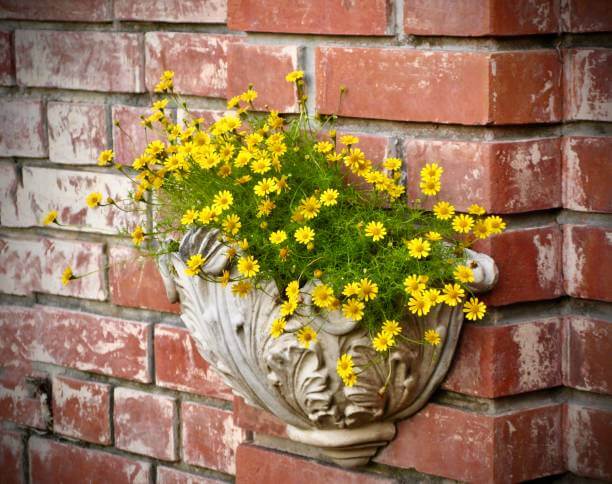 fresh butter daisy hanging on the wall