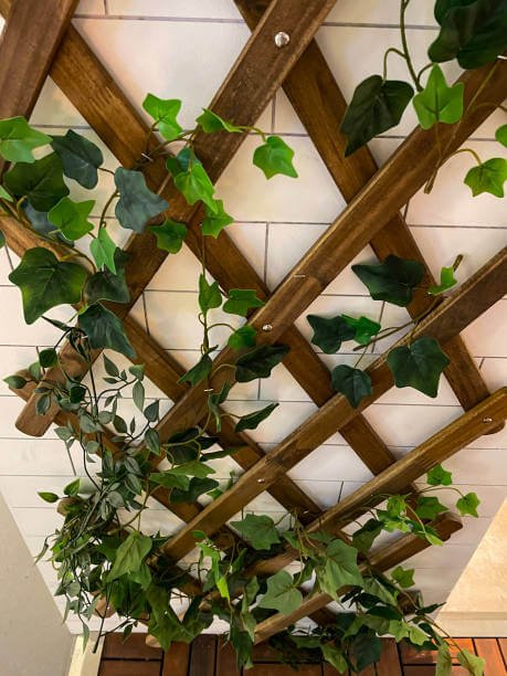 hanging anubis plant a creative way to add greenery to your space