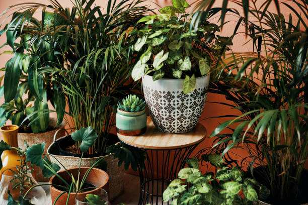 plants in pot and vases