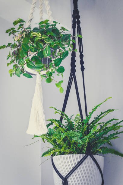 hand made macrame plant hanger with ivy and fern, home interior decoration