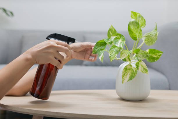 spraying liquid cleanser on fake plants