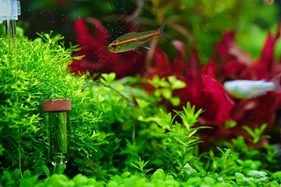 nature style aquarium tank with artificial aquarium plants and live fishes